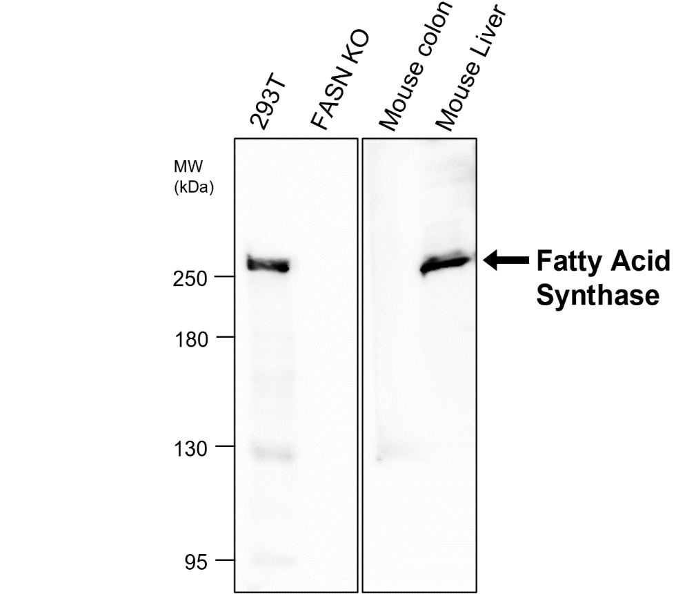 IR342-925 anti-Fatty Acid Synthase antibody WB image IR342-925 anti-Fatty Acid Synthase antibody WB image
