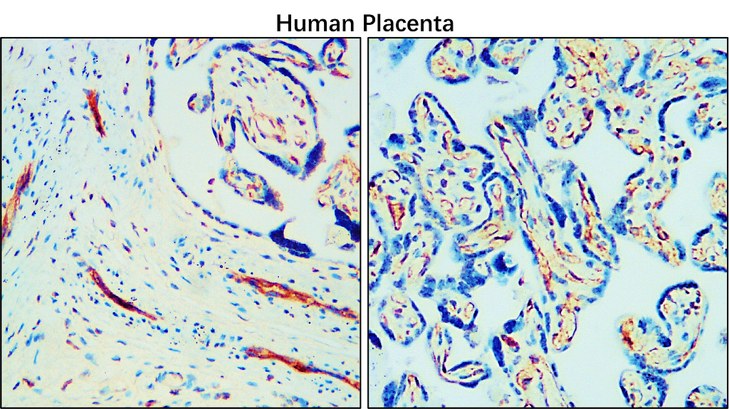 IR76-259 anti-CD34 antibody_Human placenta tissue IHC image