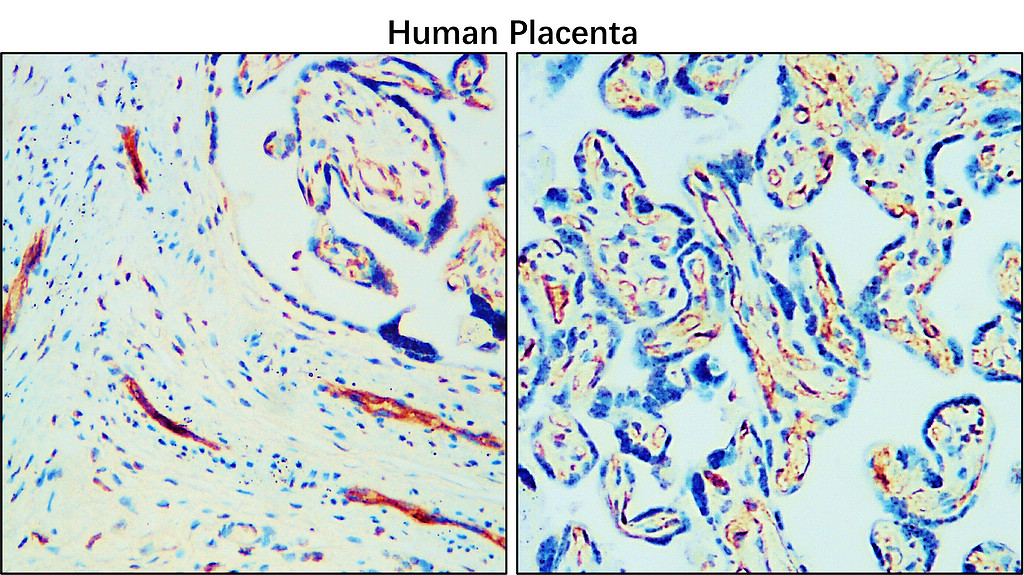 IR76-259 anti-CD34 antibody_Human placenta tissue IHC image IR76-259 anti-CD34 antibody_Human placenta tissue IHC image