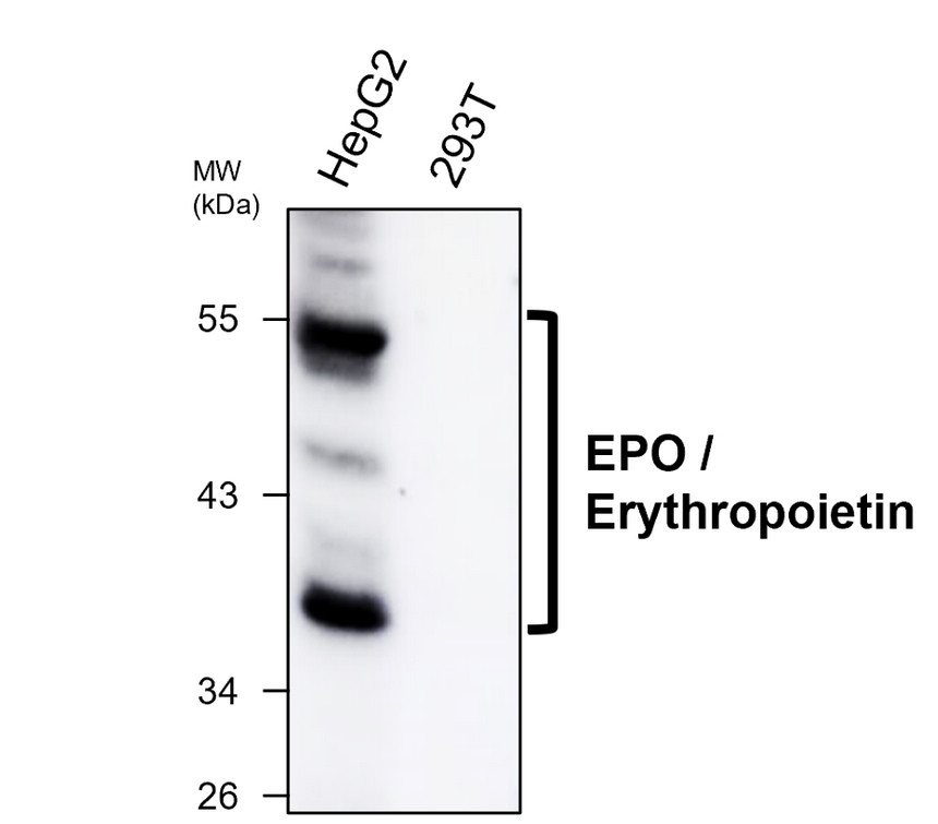 IRM310 EPO / Erythropoietin antibody [PA-2] WB image