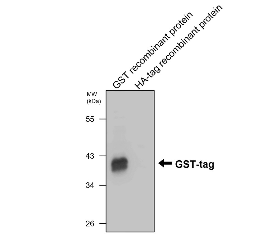 IRT005 GST tag antibody [PA-3] WB image