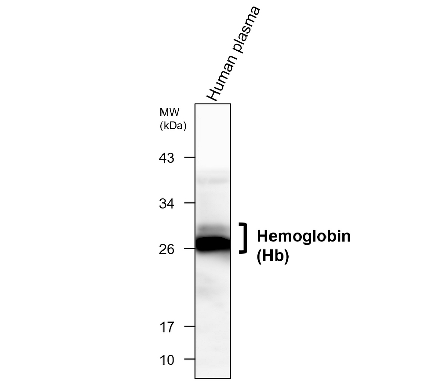 IRM017 Hemoglobin (Hb) Capture monoclonal  antibody [23E] WB image