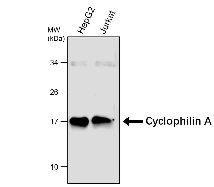 IRM023 Cyclophilin A / PPIA monoclonal antibody [23J] WB image