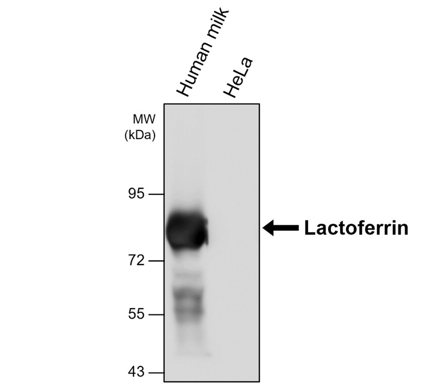 IRM214 Lactoferrin antibody [18-1] WB image