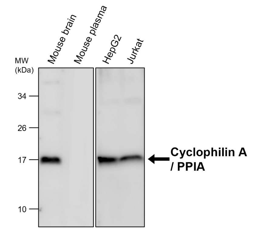 IRPA2301 Cyclophilin A / PPIA antibody WB image IRPA2301 Cyclophilin A / PPIA antibody WB image
