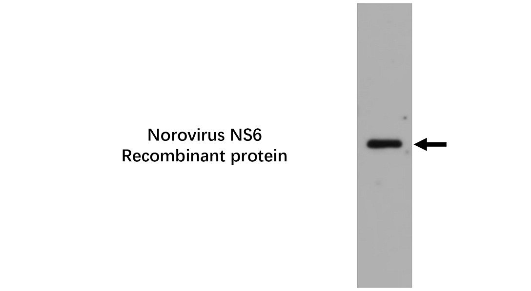 IRV009 Norovirus NS6 antibody WB image 