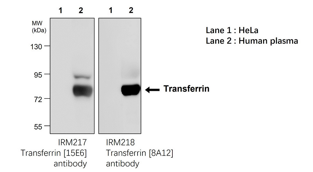 IRM217 Transferrin antibody [15E6] WB  Image