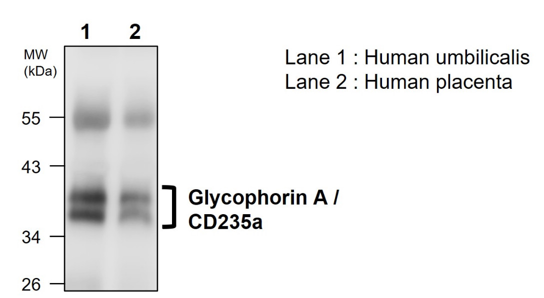 IRM319 Glycophorin A / CD235a antibody  [M520] WB Image 