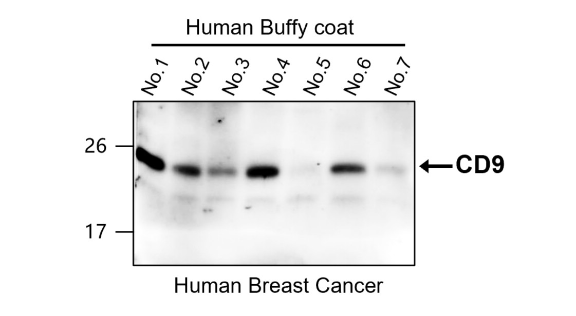 CD9 antibody CD9 antibody