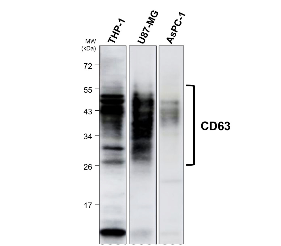 CD63 antibody CD63 antibody