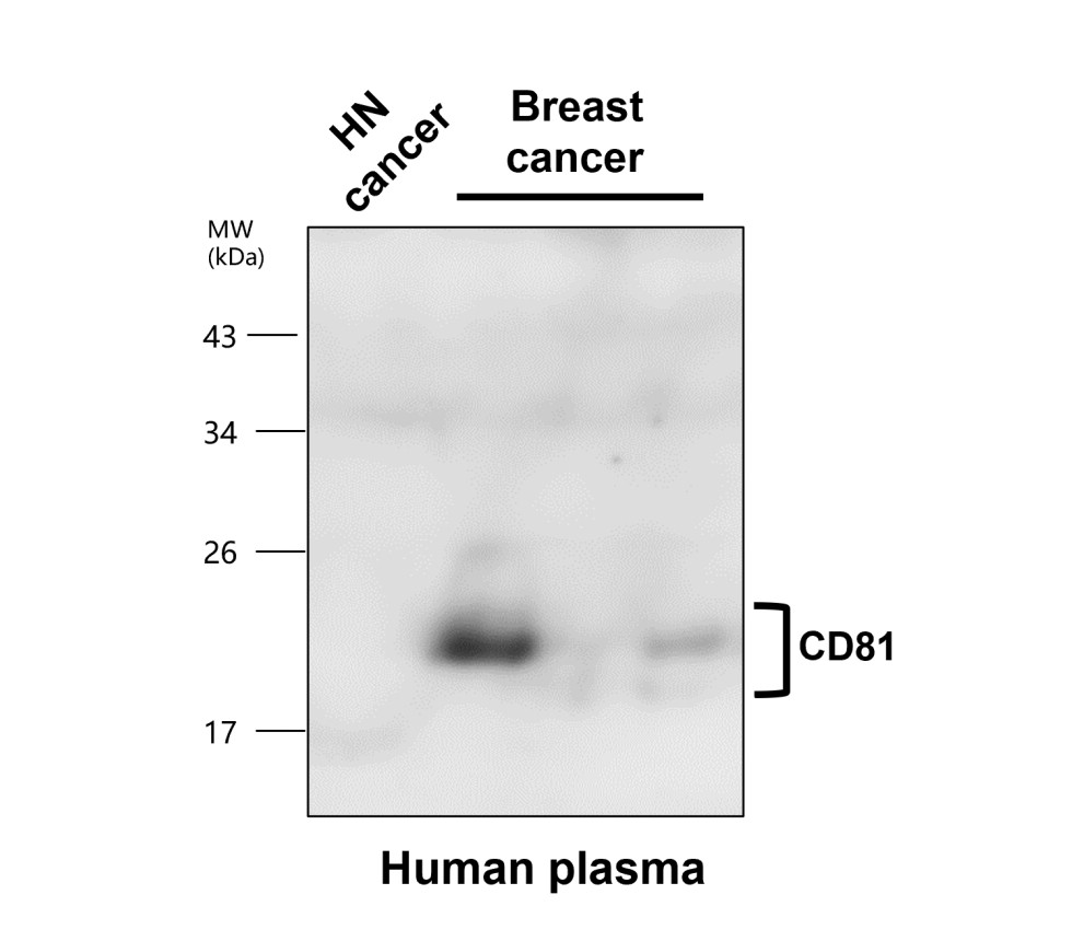 CD81 antibody CD81 antibody