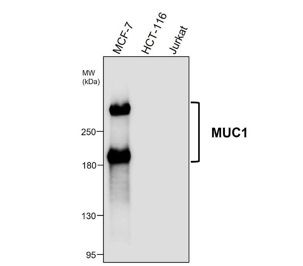 MUC1 antibody MUC1 antibody