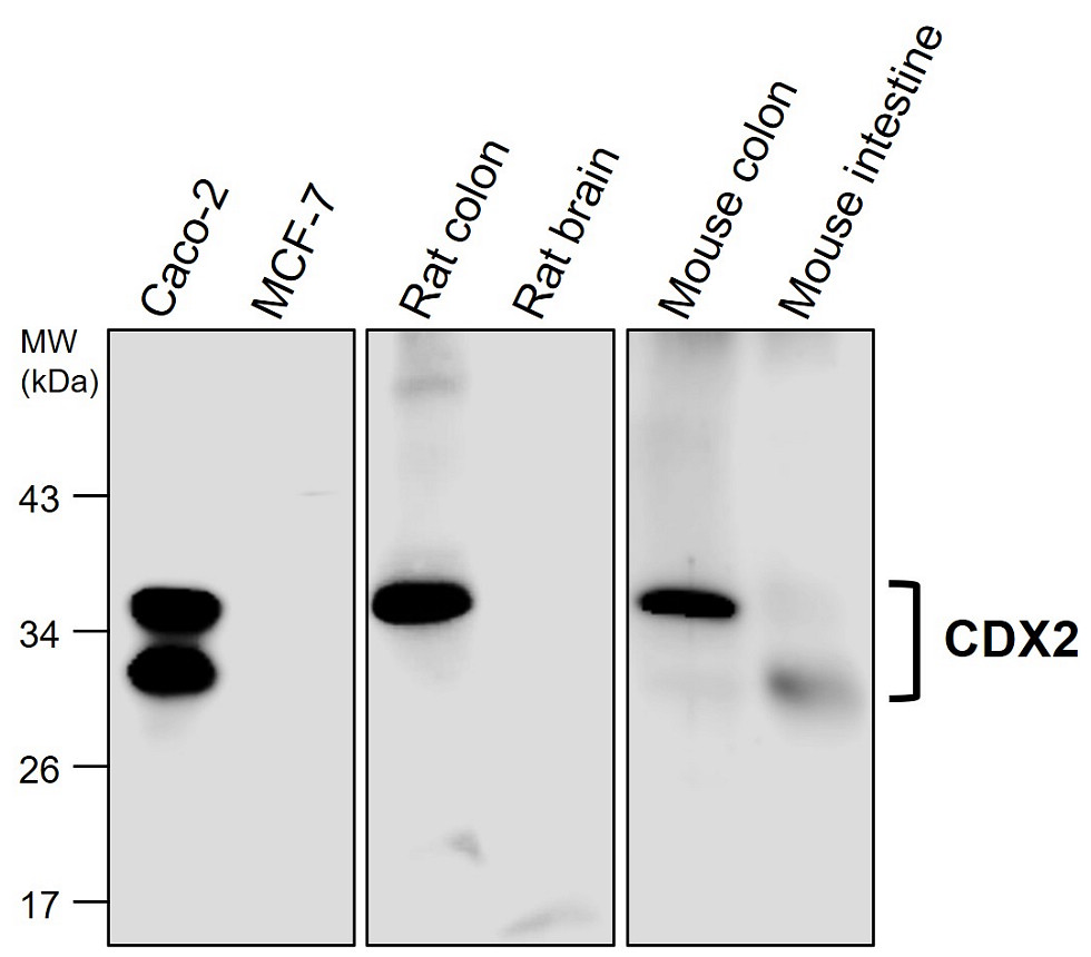 CDX2 antibody CDX2 antibody
