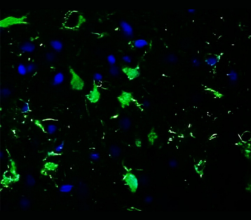 IR27-69 anti-S100B antibody IHC-Fr image IR27-69 anti-S100B antibody IHC-Fr image