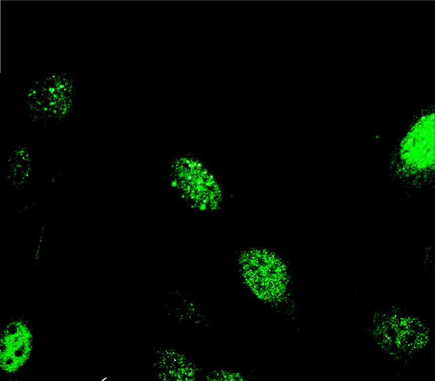 IR357-1 anti-PCNA antibody ICC/IF image IR357-1 anti-PCNA antibody ICC/IF image