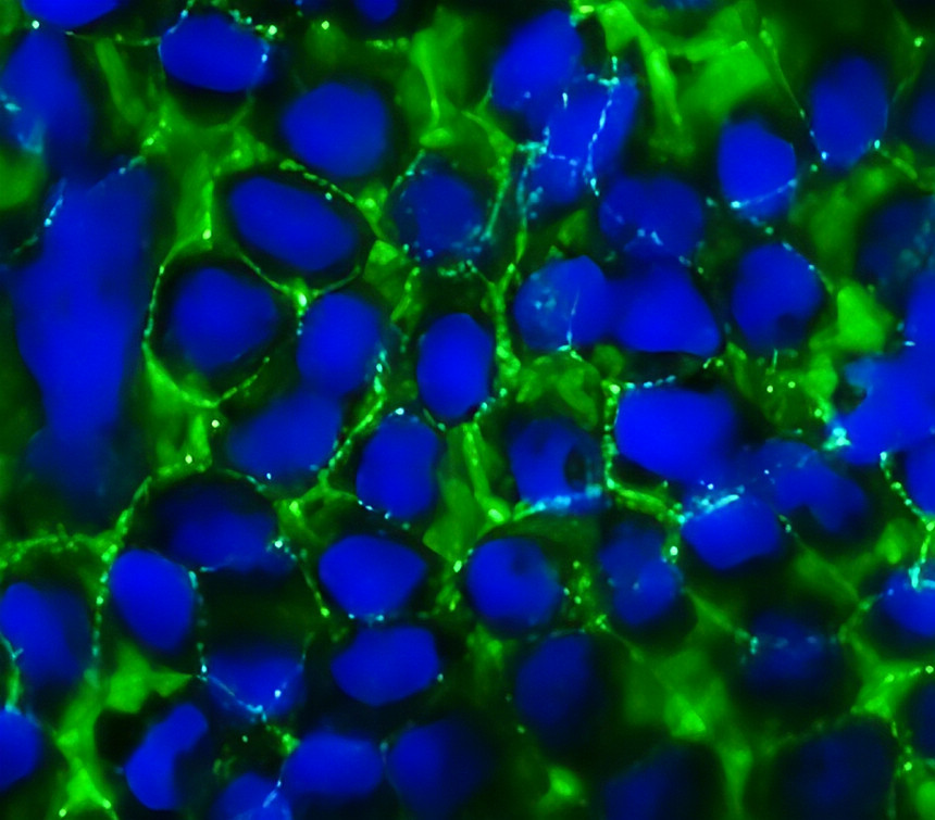 IR56-184 anti-ZO-1 antibody ICC/IF image IR56-184 anti-ZO-1 antibody ICC/IF image