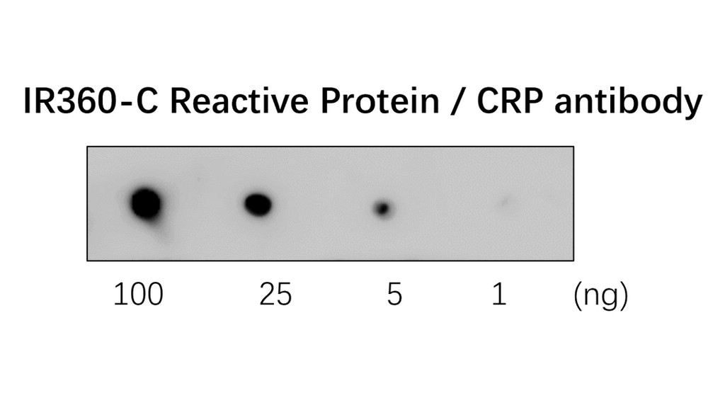 IR360 anti- C Reactive Protein / CRP antibody WB image IR360 anti- C Reactive Protein / CRP antibody WB image
