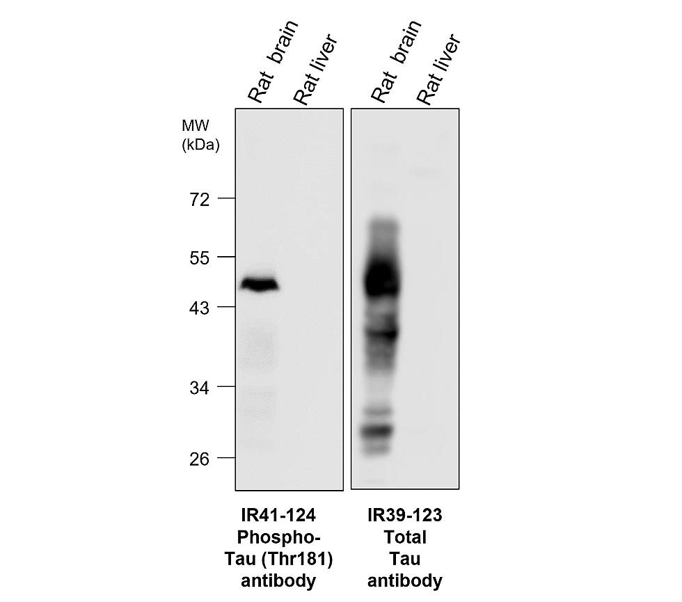 IR39-123 anti-Tau antibody WB image