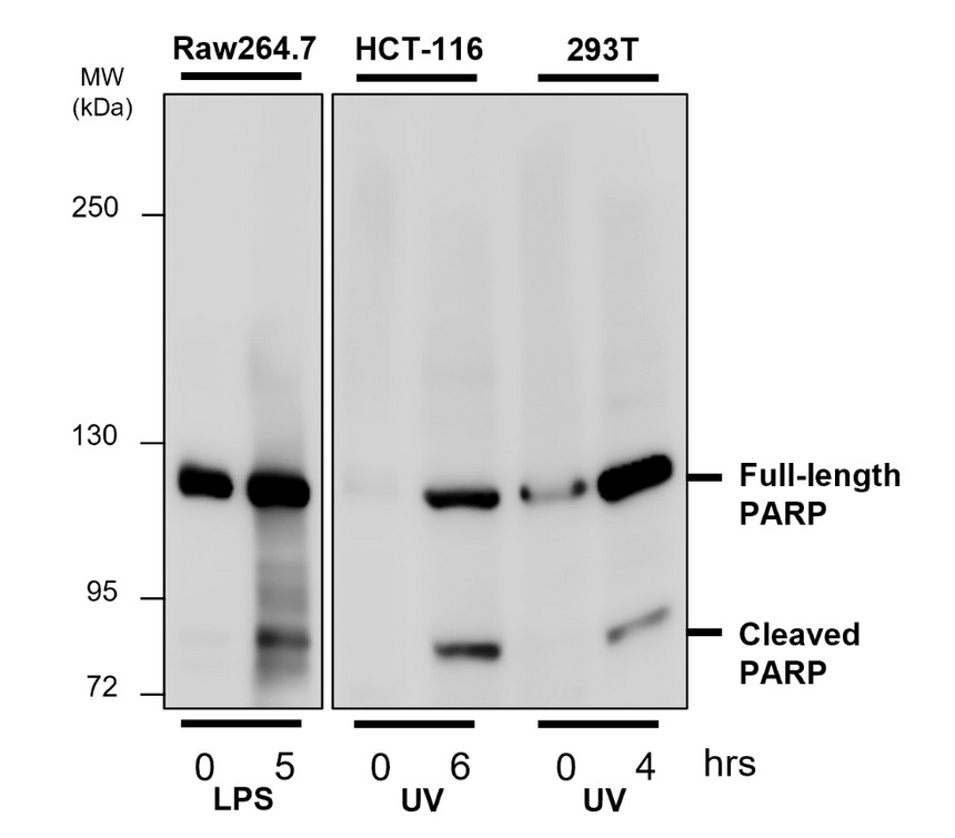 IR101-421 anti-PARP cleaved antibody WB image
