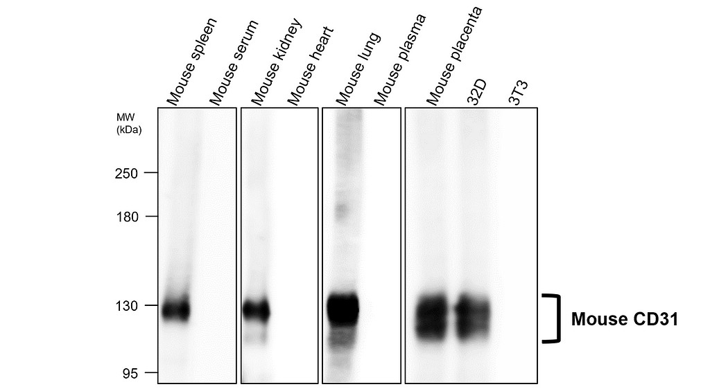 IR75-253 anti-mouse CD31 antibody WB image IR75-253 anti-mouse CD31 antibody WB image