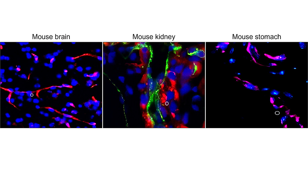 IR75-253 anti-mouse CD31 antibody IHC-Fr image IR75-253 anti-mouse CD31 antibody IHC-Fr image