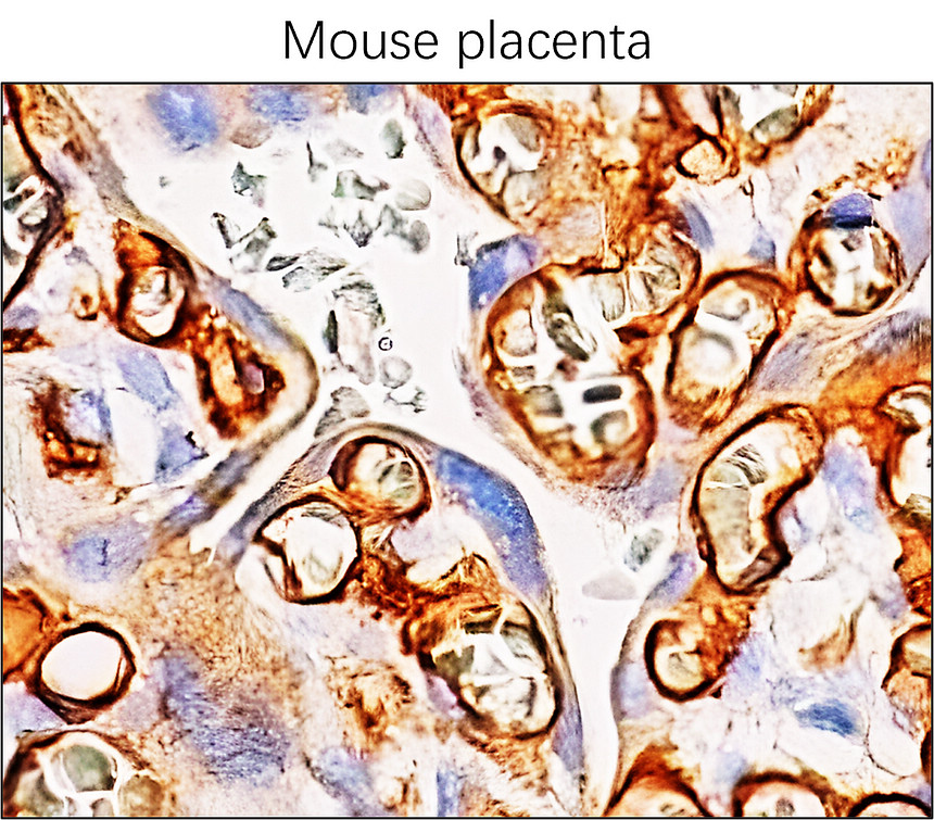 IR75-253 anti-mouse CD31 antibody IHC-P image