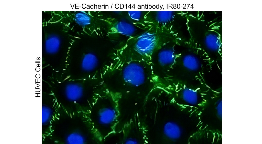 IR80-274 anti VE-Cadherin / CD144 antibody ICC/IF image IR80-274 anti VE-Cadherin / CD144 antibody ICC/IF image
