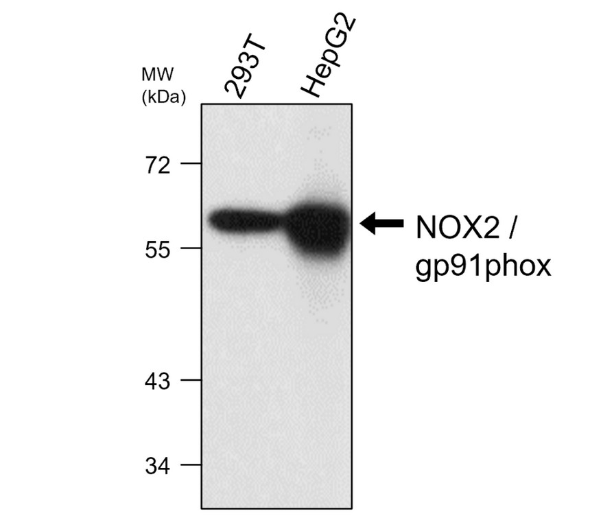 IRM024 NOX2 gp91phox, monoclonal antibody WB image IRM024 NOX2 gp91phox, monoclonal antibody WB image