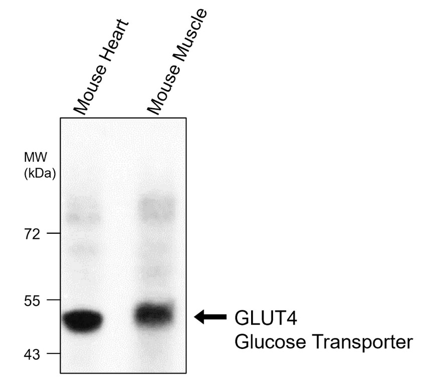 IRM027 GLUT4 Glucose Transporter, monoclonal antibody WB image IRM027 GLUT4 Glucose Transporter, monoclonal antibody WB image