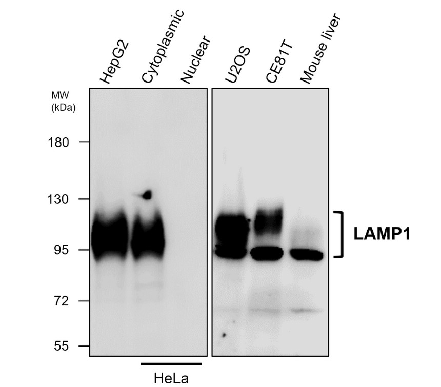 IR9-6 LAMP1 antibody WB image IR9-6 LAMP1 antibody WB image