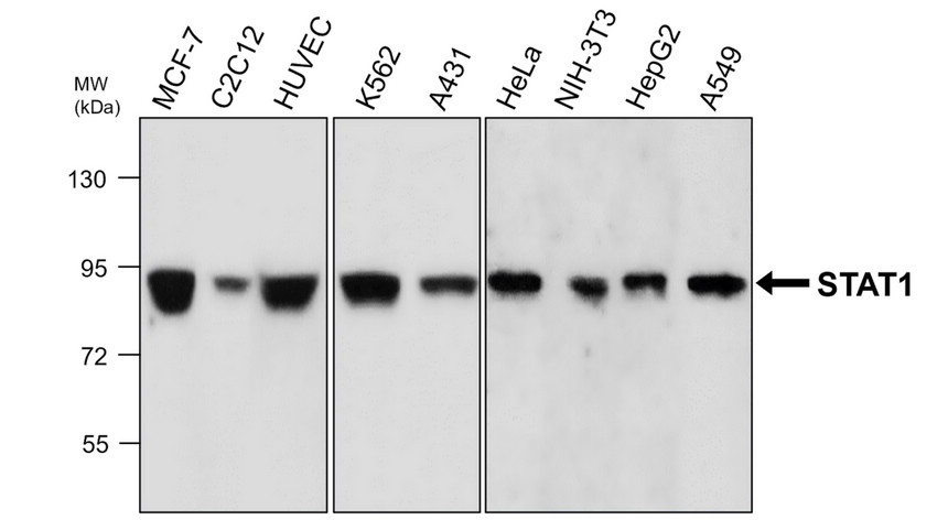 IRM031 STAT1, monoclonal antibody WB image IRM031 STAT1, monoclonal antibody WB image
