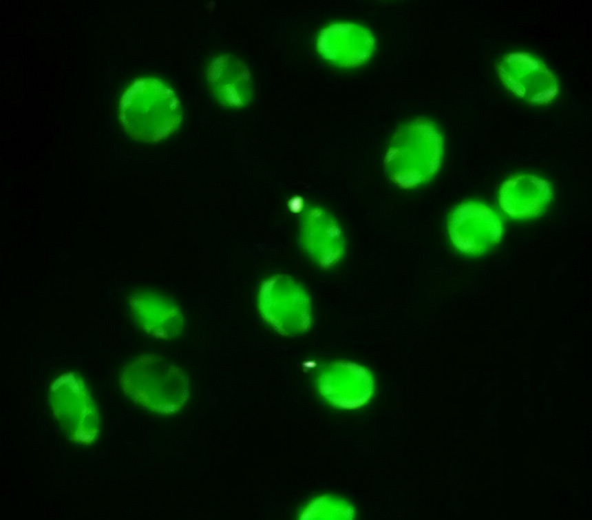 IRM031 STAT1, monoclonal antibody ICC/IF image IRM031 STAT1, monoclonal antibody ICC/IF image