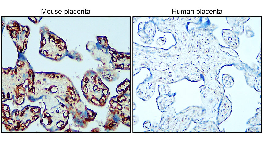 IR75-253 anti-mouse CD31 antibody IHC image IR75-253 anti-mouse CD31 antibody IHC image