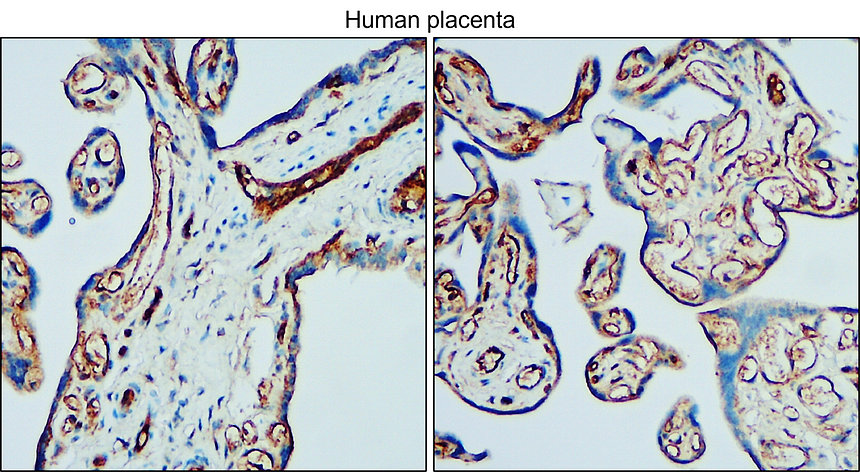 IR80-274 anti VE-Cadherin / CD144 antibody IHC image IR80-274 anti VE-Cadherin / CD144 antibody IHC image