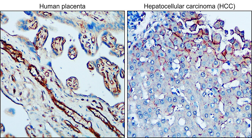 IR80-274 anti VE-Cadherin / CD144 antibody IHC image IR80-274 anti VE-Cadherin / CD144 antibody IHC image