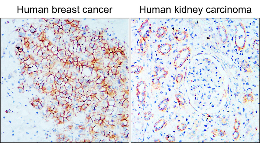 IR46-143 anti- N cadherin antibody IHC image