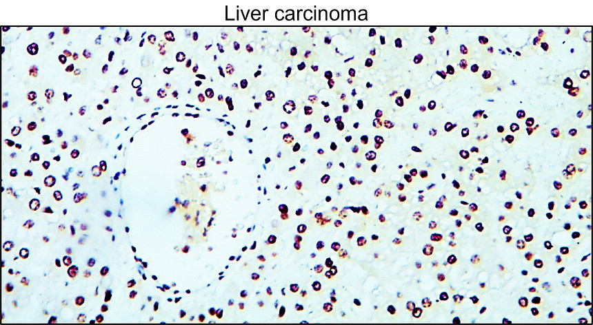 IR116-289 anti-Cyclin B1 antibody IHC image