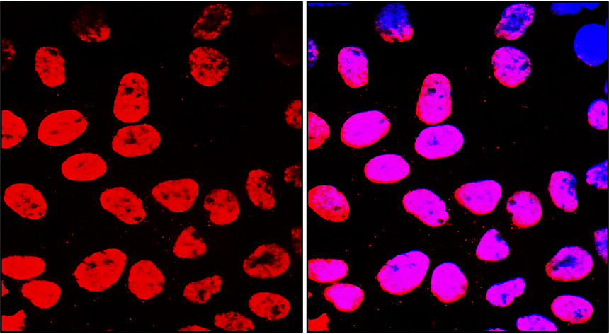IR116-289 anti-Cyclin B1 antibody ICC/IF image IR116-289 anti-Cyclin B1 antibody ICC/IF image