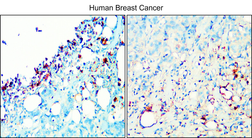 IR341-923 anti-Adiponectin antibody IHC image IR341-923 anti-Adiponectin antibody IHC image