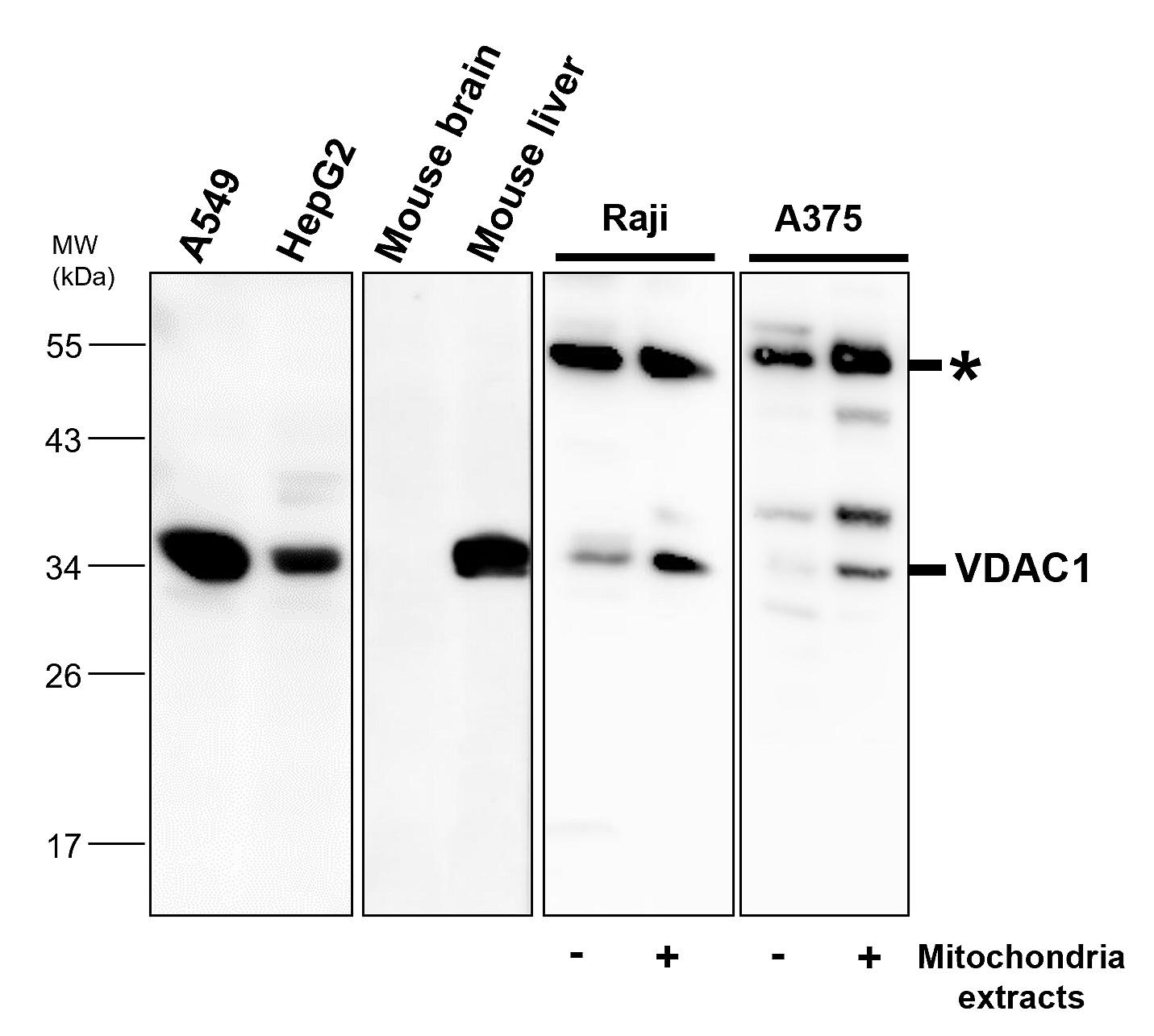 VDAC1 antibody VDAC1 antibody
