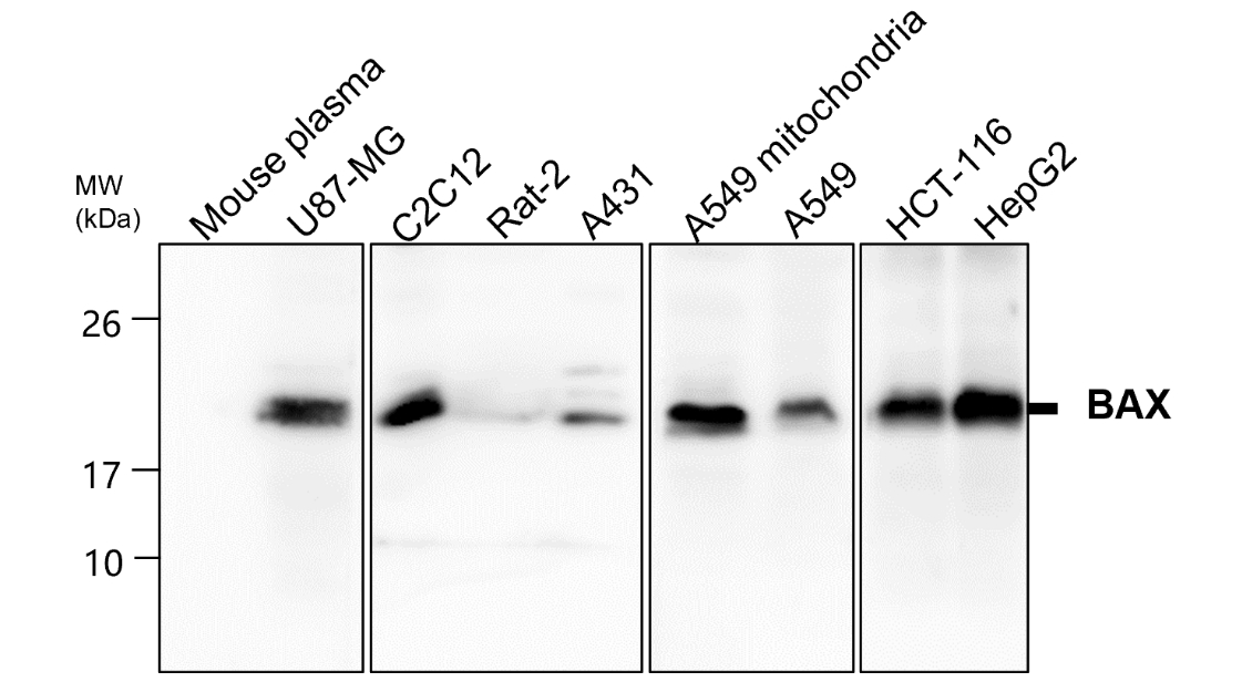 BAX antibody BAX antibody
