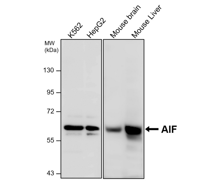 AIF monoclonal antibody AIF monoclonal antibody