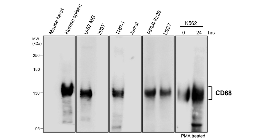 IR29-77 anti-CD68 antibody WB image IR29-77 anti-CD68 antibody WB image