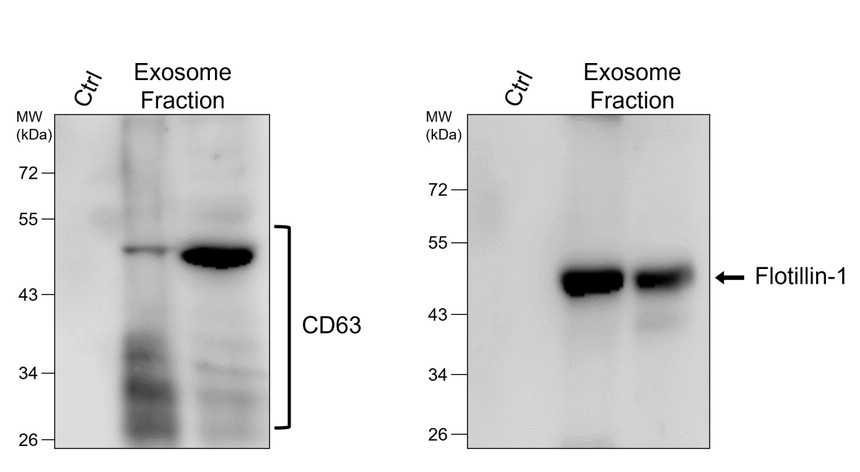 Customer Feedback IR304-990 Flotillin-1 antibody WB image Customer Feedback IR304-990 Flotillin-1 antibody WB image