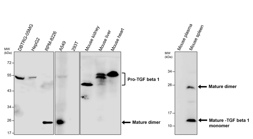 IR112-462 anti-TGF beta 1 antibody WB image IR112-462 anti-TGF beta 1 antibody WB image
