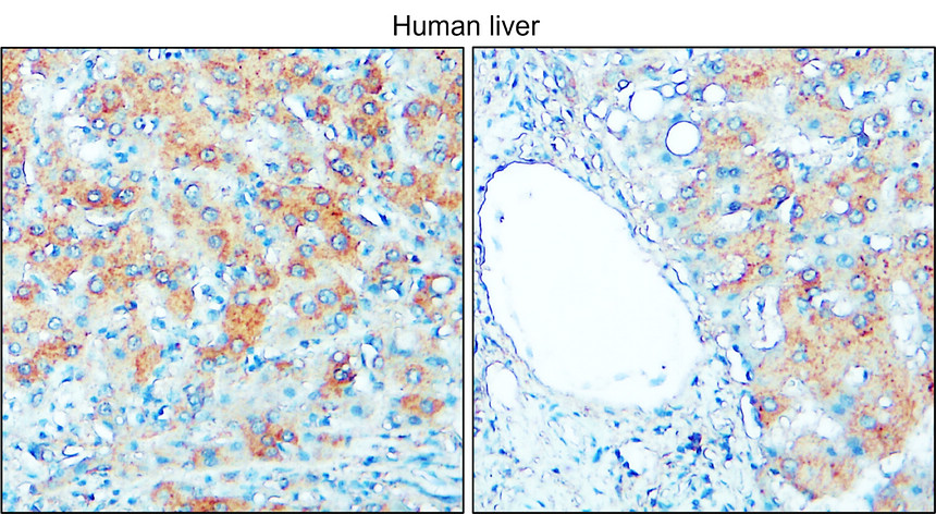 IR112-462 anti-TGF beta 1 antibody IHC image IR112-462 anti-TGF beta 1 antibody IHC image
