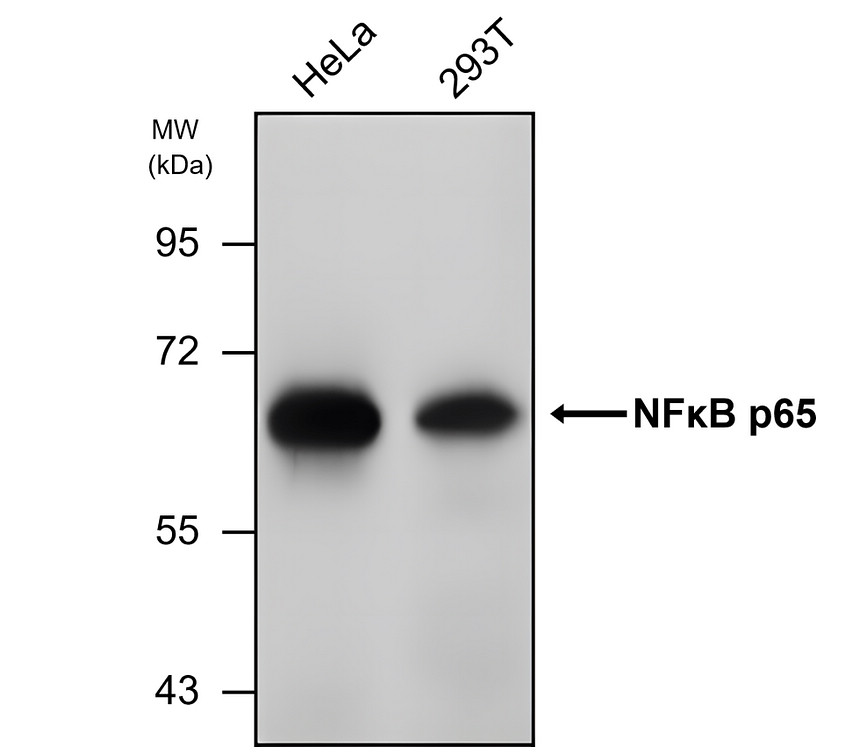 IRM033 NF-kB p65, monoclonal  antibody WB image