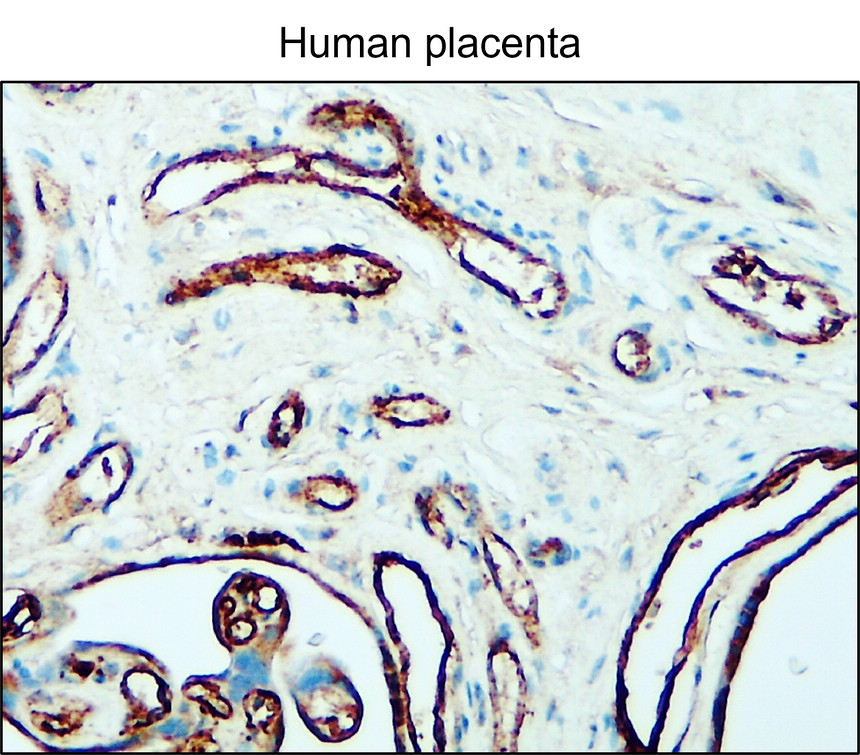 CD31 (Human specific) antibody CD31 (Human specific) antibody