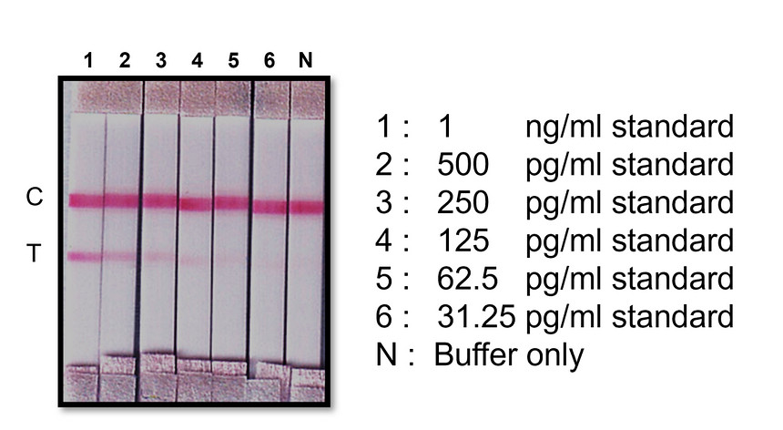 IRM034 SARS-CoV-2 nucleocapsid protein, Capture antibody [BS41]