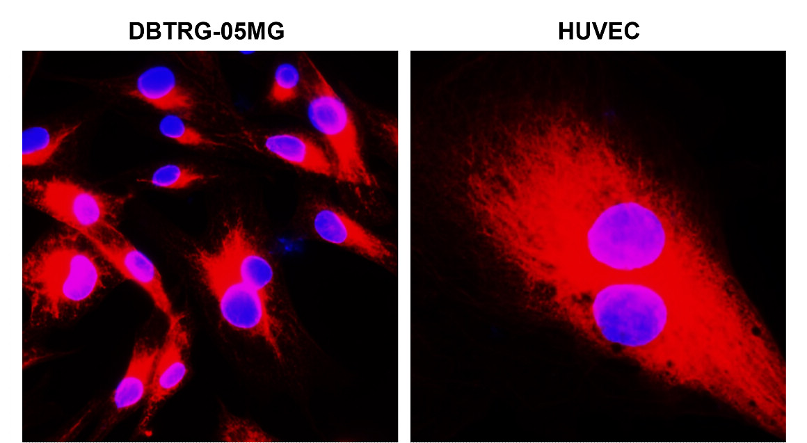 IR1-2 anti-beta Tubulin antibody ICC/IF image